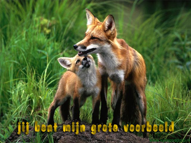 vosjes1