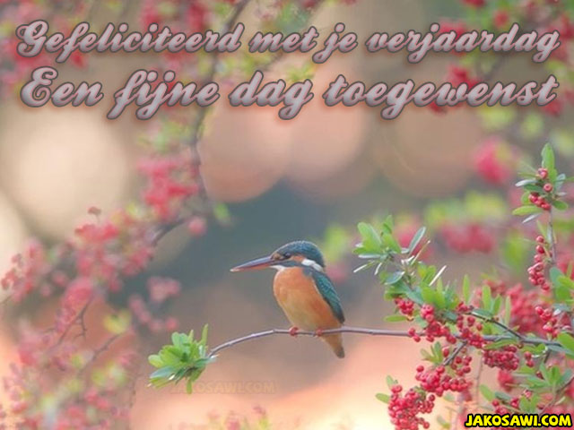verjaardag ijsvogel 1701