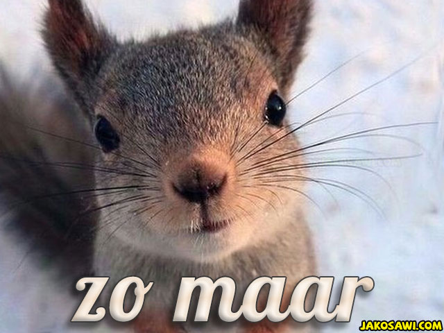 zo maar 1702