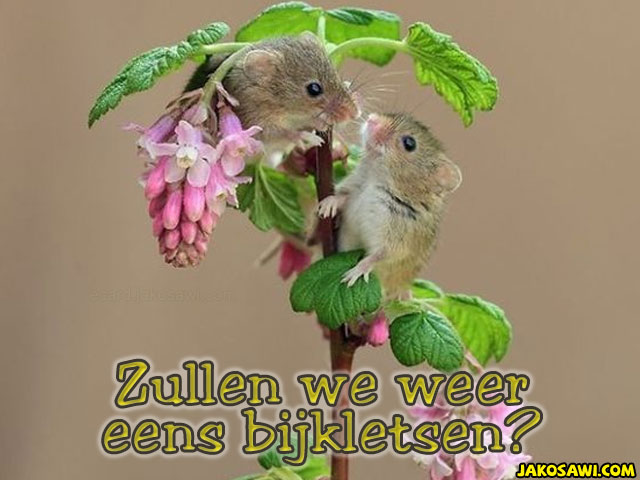 bijkletsen 2001