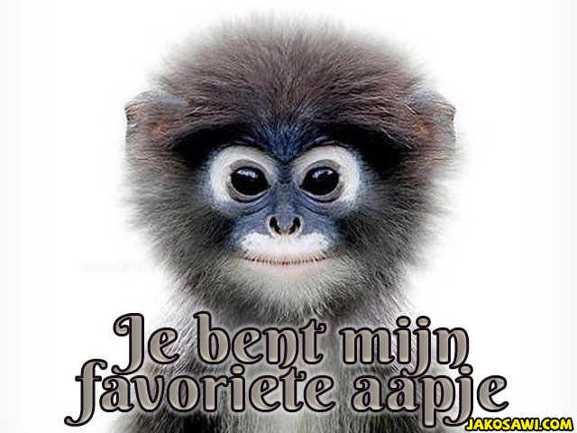 favoriete aapje 2001