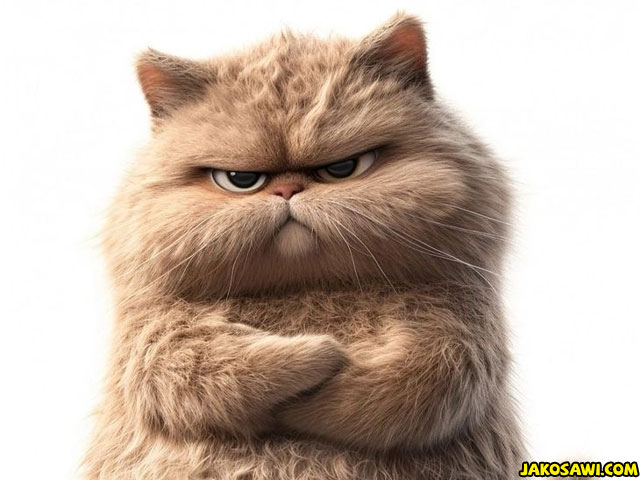angry cat 2401
