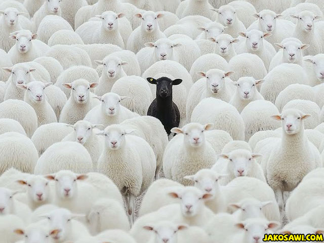 black sheep 2401
